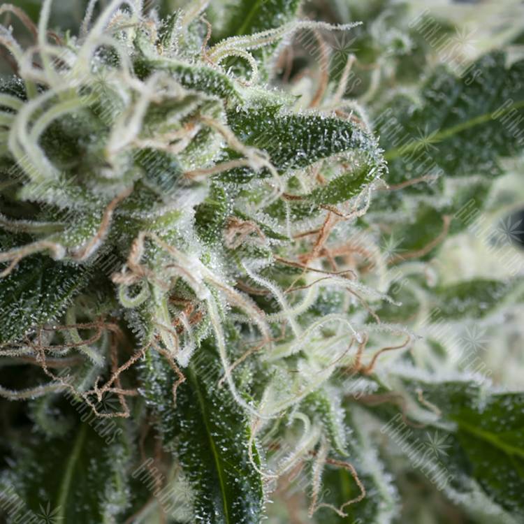 семена конопли дешево Auto Jack Herer feminised Trikoma Seeds