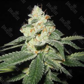 Auto Great White Shark feminised GanjaLiveSeeds