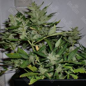 Auto White Haze regular Ganja Seeds