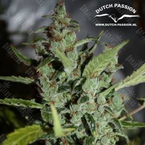 Auto Tundra #2 feminised Dutch Passion Seeds
