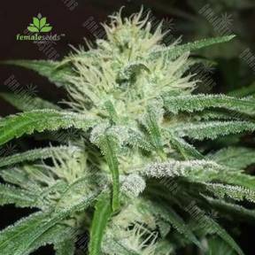 Auto Speed Bud feminised Female Seeds