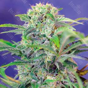 Mandarine feminised Ganja Seeds