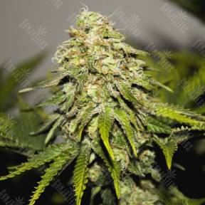 Auto Skunk feminised Ganja Seeds