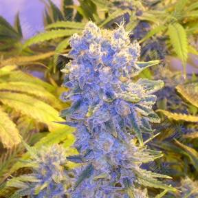 Northern Lights x Chronic feminised Ganja Seeds