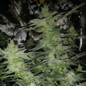 Nirvana regular Ganja Seeds