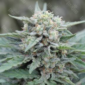 Auto Lemon Skunk feminised GanjaLiveSeeds