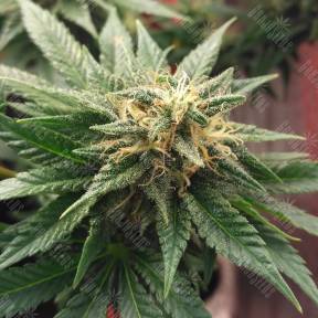 Auto Betty Boo regular Ganja Seeds