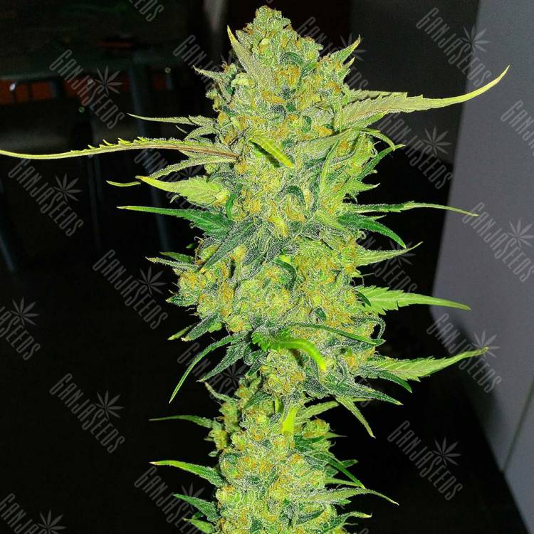 заказать на сайте семена конопли Auto Super Lemon Haze feminised