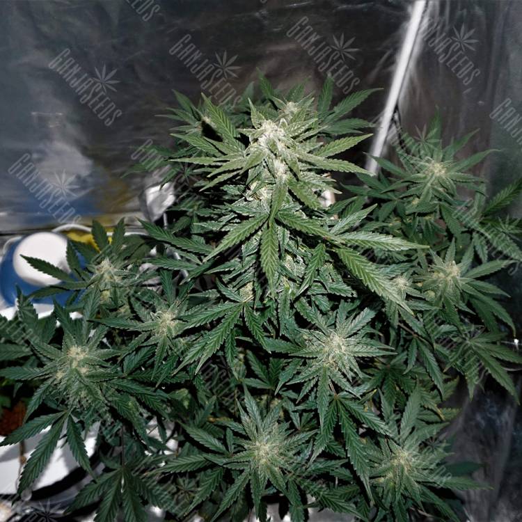 семена сортовой конопли Auto Whiteberry regular