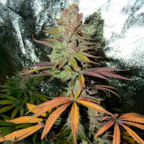 Blueberry Cheesecake feminised Female Seeds