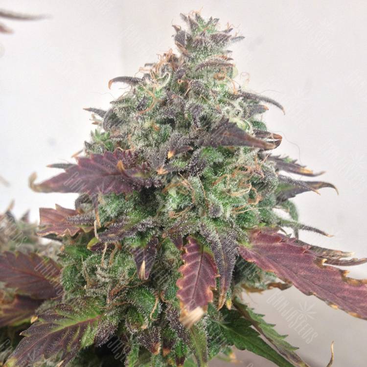 семена сортовой конопли Auto Caramello regular