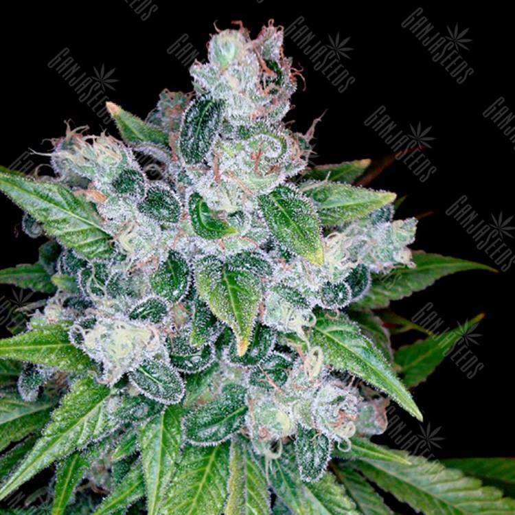 семена индийской конопли Kandy Kush feminised Reserva Privada