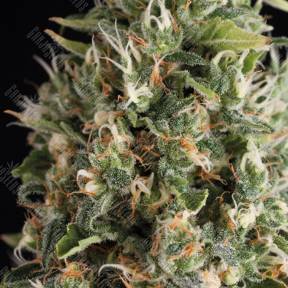 Auto Wendy feminised Trikoma Seeds