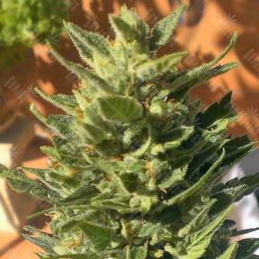 Auto Colorado Cookies feminised GanjaLiveSeeds