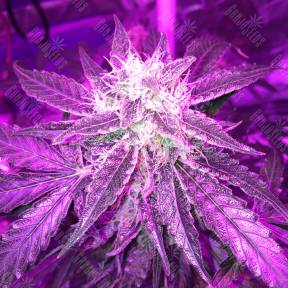 Auto Blue Mystic regular Ganja Seeds
