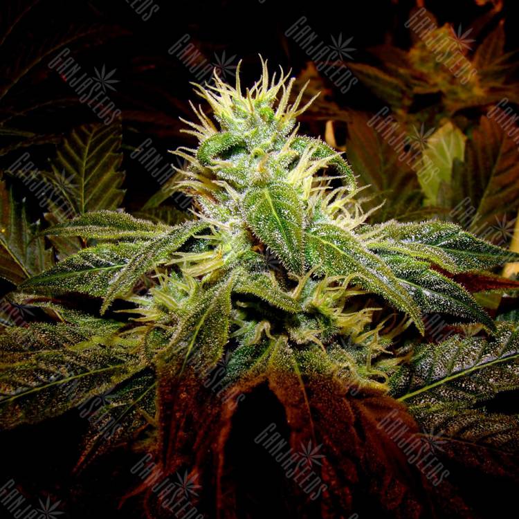 семена конопли гидропоники Black Domina x G13 feminised