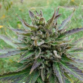 Auto Kickass feminised Kannabia Seeds