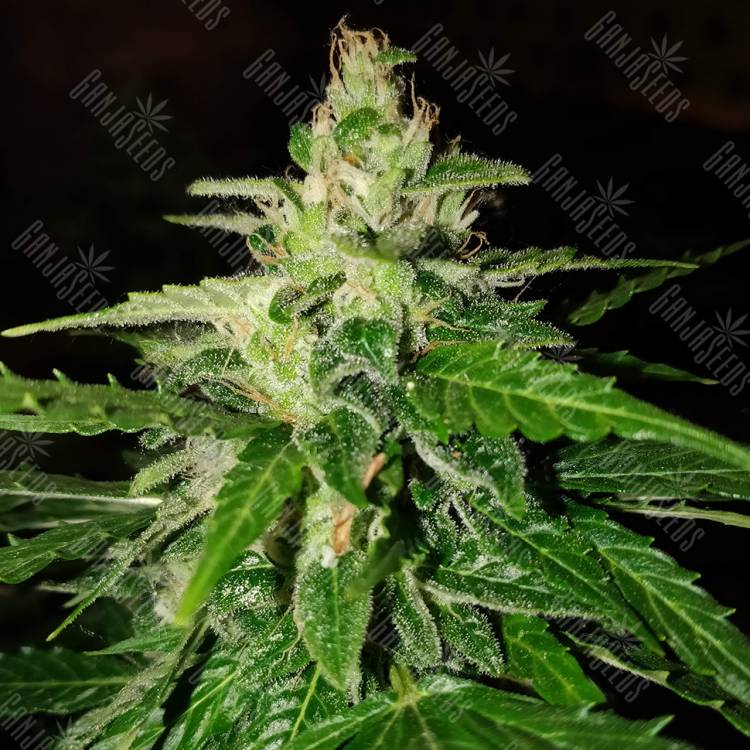 семена конопли гидропоники Pandora regular Ganja Seeds
