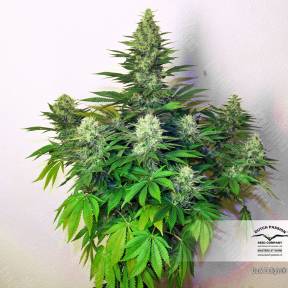 Dark Delight feminised Dutch Passion Seeds