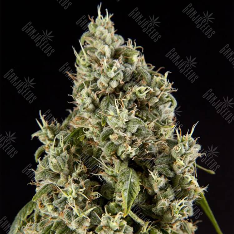 семена конопли для выращивания Guava Berry Kush (Guayita) feminised Philosopher Seeds