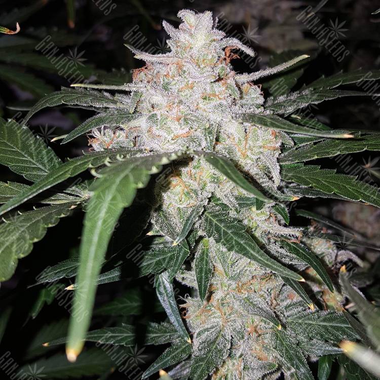 семена конопли аутдор Auto Anesthesia feminised