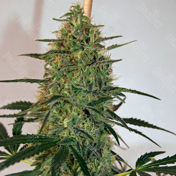 семена конопли курьером CBD Lemon Skunk feminised