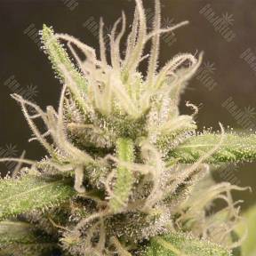 Heaven's Fruit feminised Philosopher Seeds