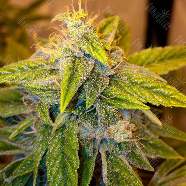 семена конопли Purple OG #18 feminised Reserva Privada