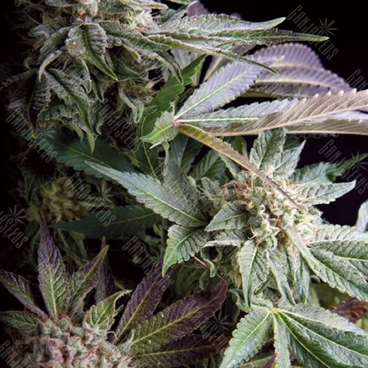 семена конопли f1 в оригинальной упаковке Blueberry feminised Trikoma Seeds
