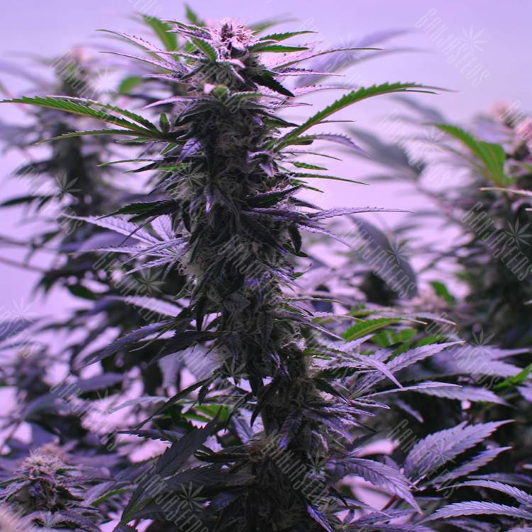 семена конопли для курения Afghan Kush regular Ganja Seeds