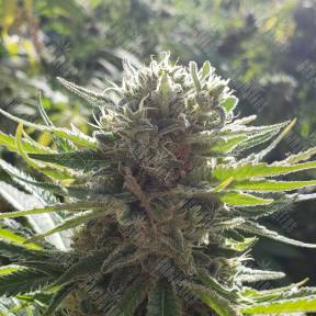 Afrodite feminised Kannabia Seeds
