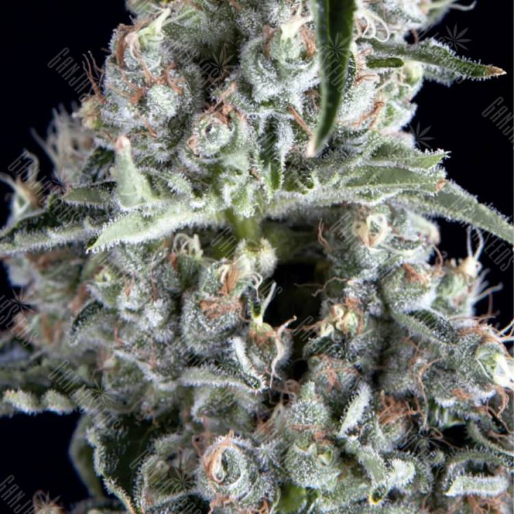 семена сортовой конопли Boca Negra feminised Trikoma Seeds