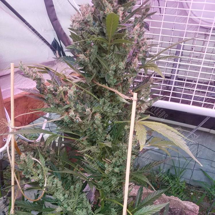 Семена марихуаны для новичков Auto Afghani №1 feminised GanjaLiveSeeds