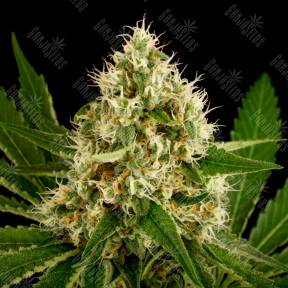 OG Kush feminised Ganja Seeds