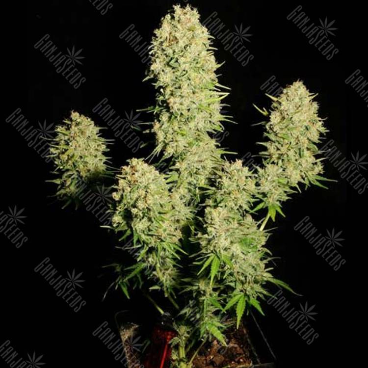 семена конопли Auto Chronic feminised