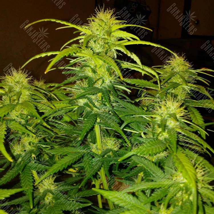 семена конопли для выращивания CBD White Widow feminised
