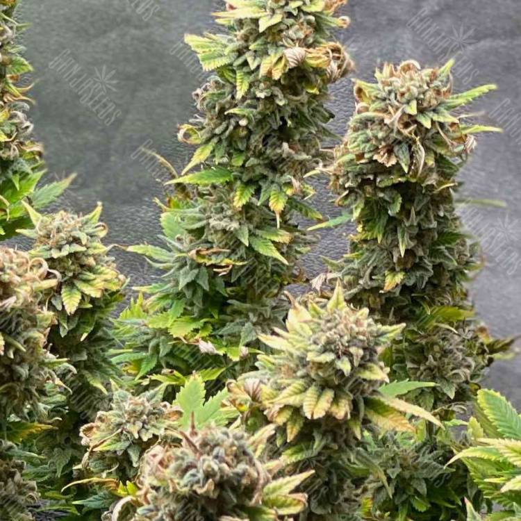 купить семена конопли с доставкой Amnesia Haze feminised
