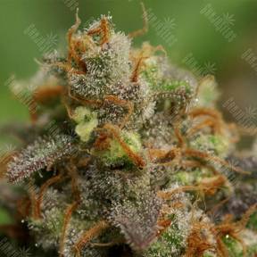 Swiss Cheese feminised Nirvana Seeds