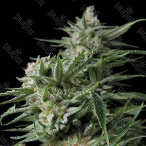 Dulce Locura (Sweet Madness) feminised Trikoma Seeds