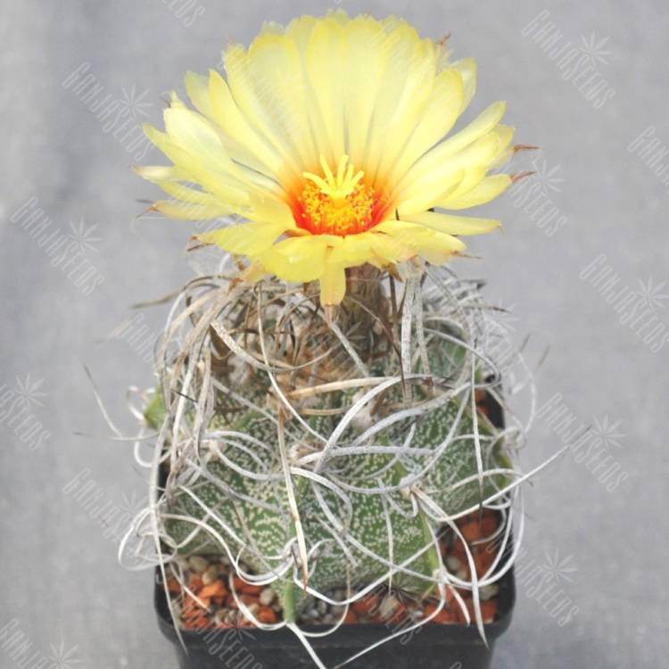 Семена кактуса Astrophytum capricorne v. major x