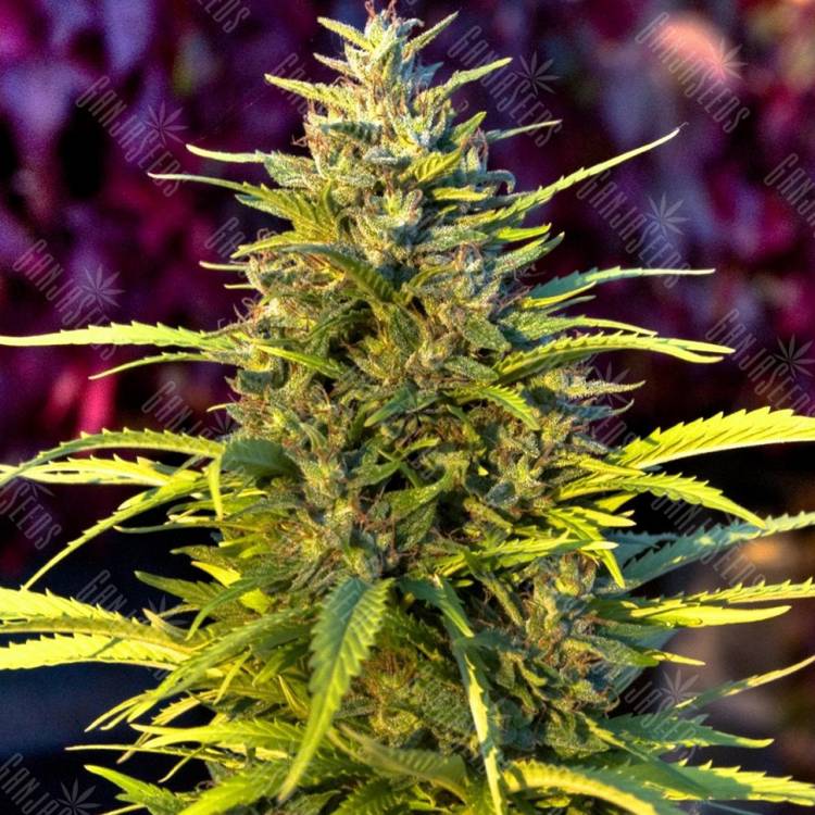 семена конопли почтой Orange Bud feminised