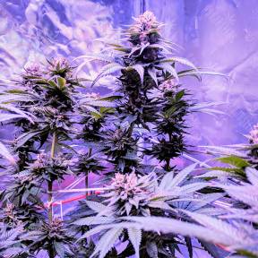 Pure Kush feminised Ganja Seeds