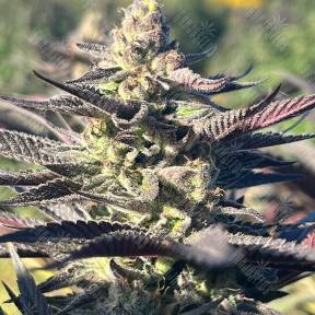 Mango Haze CBD feminised Ganja Seeds