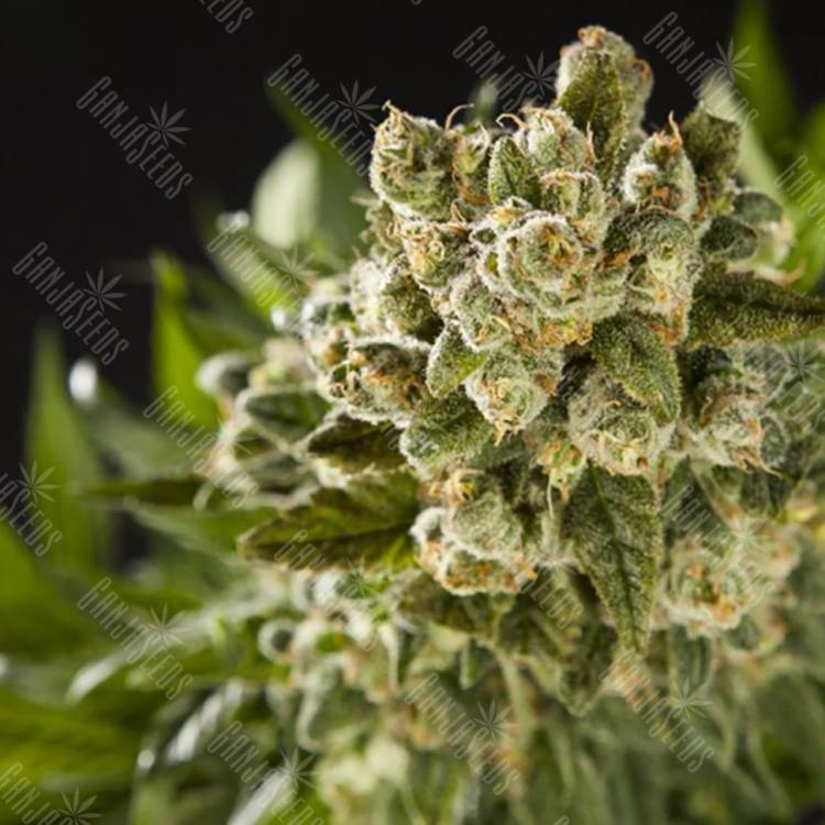 семена конопли Sugar Pop feminised Philosopher Seeds