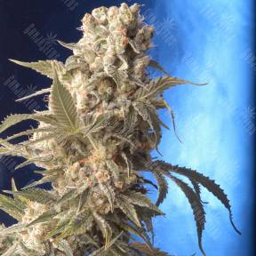 AK-47 regular Serious Seeds