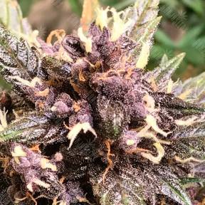 Auto Devil Cream feminised GanjaLiveSeeds