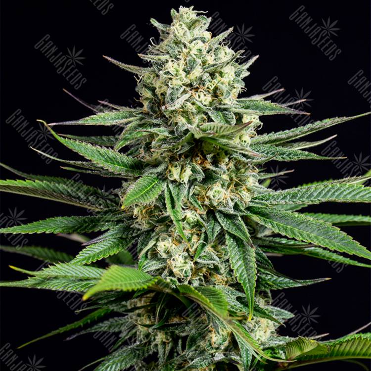 семена конопли OG Kush CBD feminised Dinafem Seeds