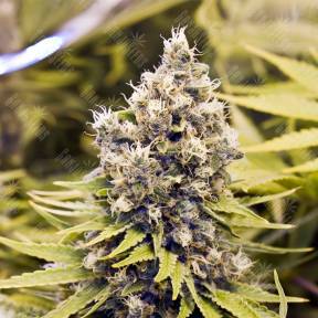 ICED Grapefruit feminised Female Seeds