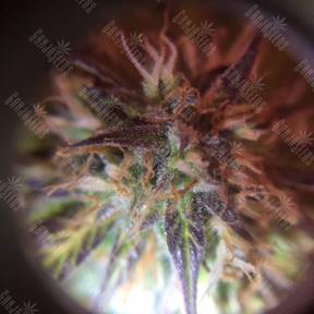 Auto Amnesia Haze feminised GanjaLiveSeeds