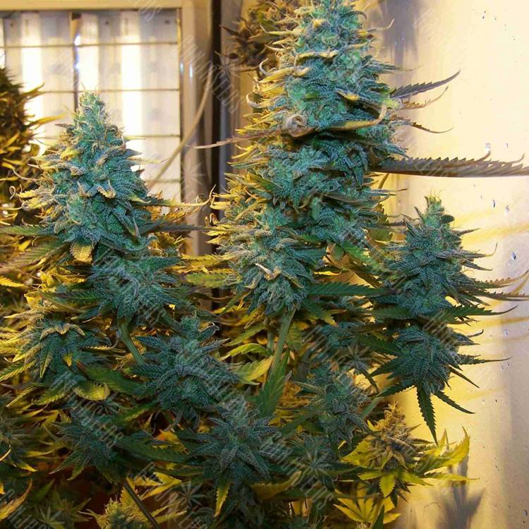 заказать на сайте семена конопли Auto AK Skunk regular